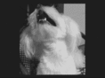 ampll.org