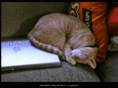 catintosh.com
