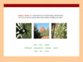 wildsedona.com