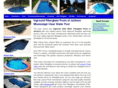 jackson-fiberglass-swimming-pools.com