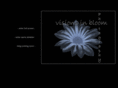 visionsinbloom.com