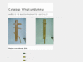 wingtsundummy.com
