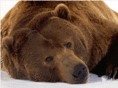 bearsquared.com