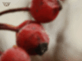 arminweinbrandt.com