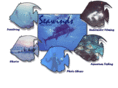 seawinds.com