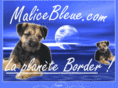 border-terrier-club.com