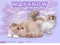 maysnow.net