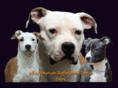 allevamento-amstaff-bologna.com