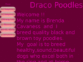 dracopoodles.com