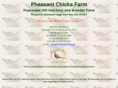 pheasantchicksfarm.com