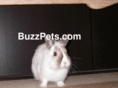 buzzpets.com