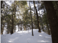 treeretreat.com