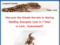 leopardgeckotips.com