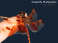 dragonflyphotographs.com
