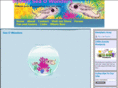 seaowonders.com