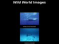 wildworldimages.com