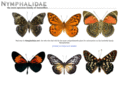 nymphalidae.net