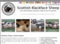 scottishblackfacesheep.com