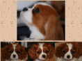 amazingcavalier.dk