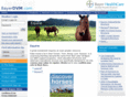 bayerdvmequine.com