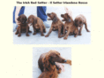 irishredsetter.com