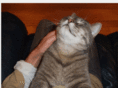 woozsh.com