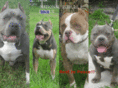 nationalpitbullleague.com