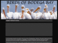 birdsofbodegabay.com