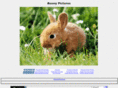 bunnypictures.net