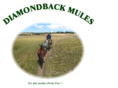 diamondbackmules.com