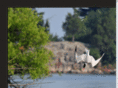 birdsinflight.org