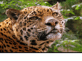 jaguarete.com