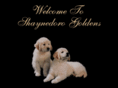 shaynedorogoldens.com