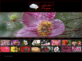 anahiddesigns.com