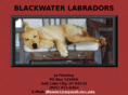 blackwaterlabradors.com