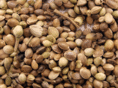 blacklabelseeds.com