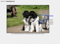 danasdogs.com
