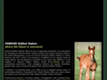 oswoodstallionstation.com