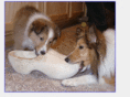 sheltieland.org
