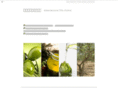 oliveoil-a.com