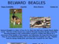 belwardbeagles.com