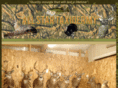 allstartaxidermy.com