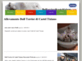 bullterrierdicasteltiziano.com