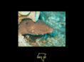 eagle-ray.de