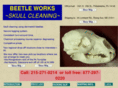 beetlecleaned.com