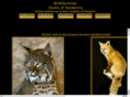 wildlifeartiststudio.com