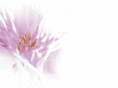 niewinter.com