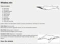 whales.info