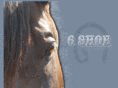 6shoequarterhorses.com