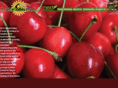 tropical-valley-foods.com